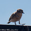 Wheatear; Collalba Gris