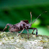 Acanthocoris Coreid Bug