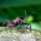 Acanthocoris Coreid Bug