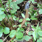 Shasta Alligator Lizard