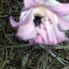 Western Carpenter Bee