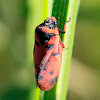 Red-spotted spittle bug
