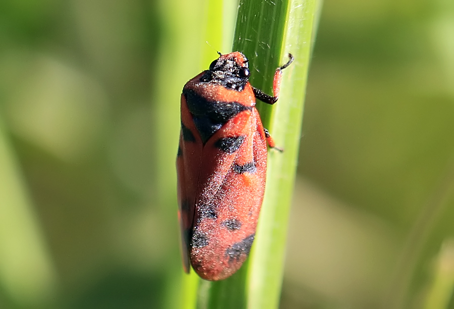 Red-spotted spittle bug