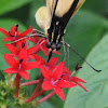 Thoas swallowtail