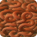 Worms Live Wallpaper icon
