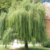 Weeping Willow