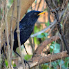 Blue Whistling Thrush