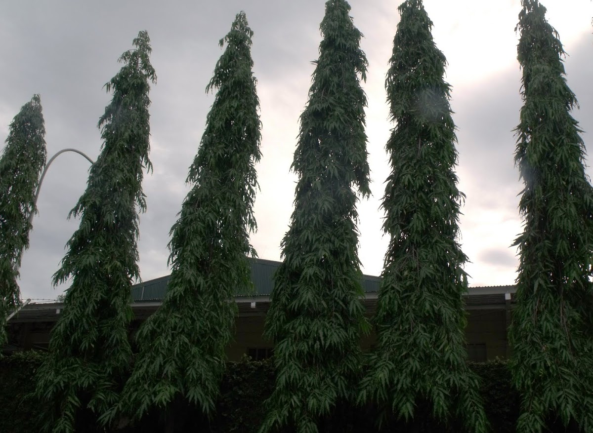 mast-tree-project-noah