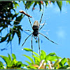 Batik Golden Web Spider ♀