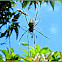 Batik Golden Web Spider ♀
