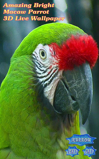 Amazing Bright Macaw Parrot