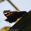 Red Admiral