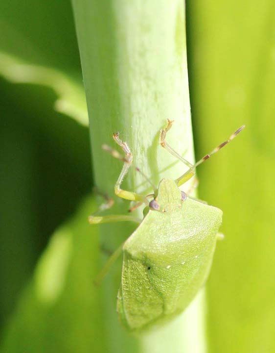 Green vegetable bug