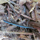 Blue Jay (feather)