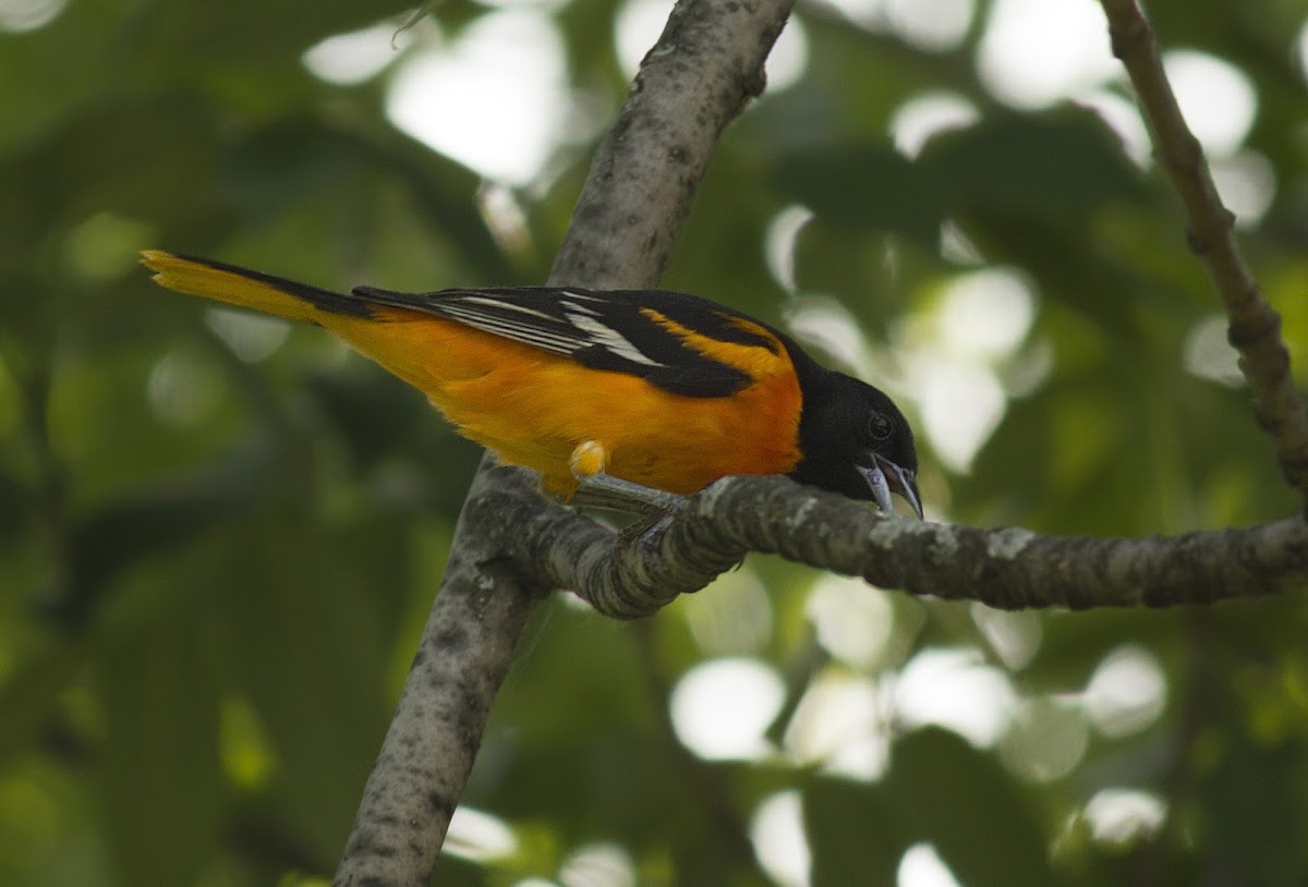 Baltimore Oriole