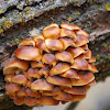 Winter Fungus