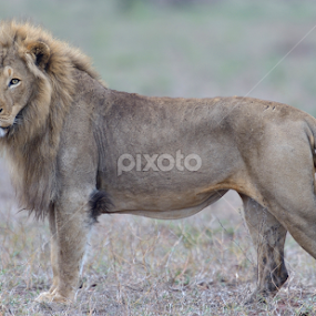 Proud king by Piet  Grobler - Animals Lions, Tigers & Big Cats