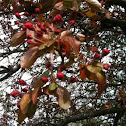 Buds on an apple tree