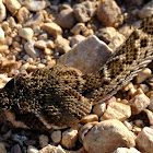Western Diamondback Rattle Snake