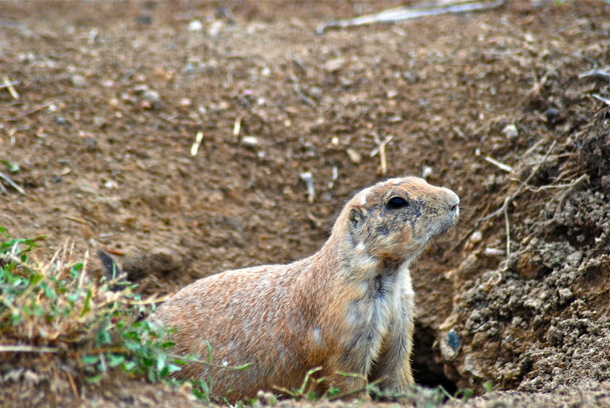 Prairie Dog