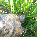 Rescued Tortoise