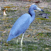 Little blue heron