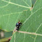 Perilampid wasp