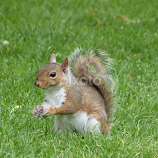 Grey Squirrel by Sharon Bennett -  