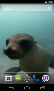 Free Fur seal Video Live Wallpaper APK for PC