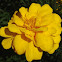 Common Marigold