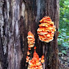 Sulphur Shelf Fungi