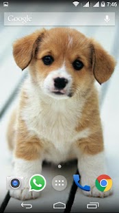 Cute Little Puppies Wallpapers Screenshots 14