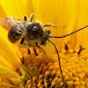 Long-horned Bee.