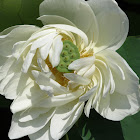 Lotus seed pod & flower