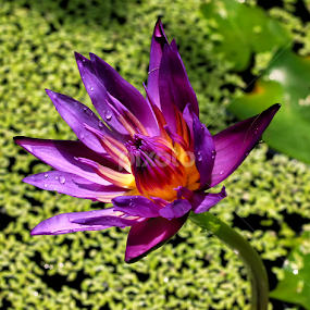 by Kokien Photography - Flowers Single Flower