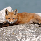 Red Fox