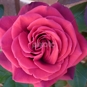 Nan's Rose by Nadia Chatterton - Flowers Single Flower