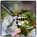 Black and Yellow Argiope