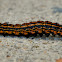 Orange Striped Oakworm