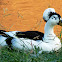 Crested Domestic Duck