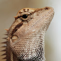 Forest Crested Lizard