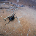 Western Black Widow Spider