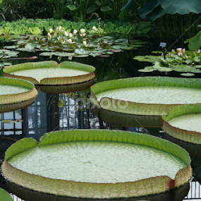 Lily pads big as dinner plates by Dianne Collins - Flowers Flower Gardens