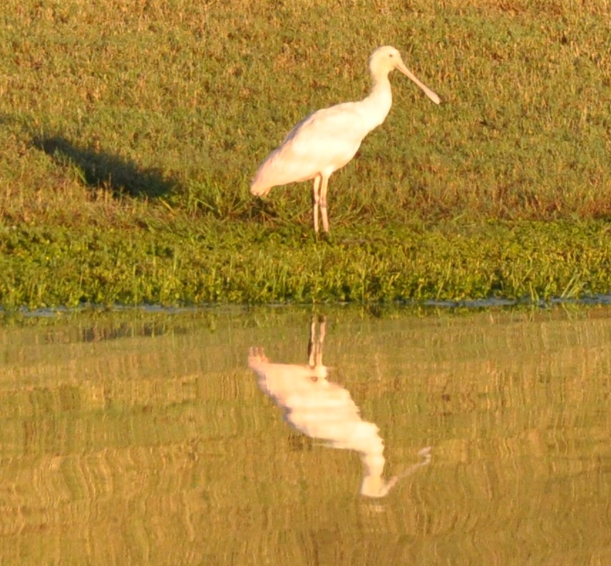 Roseate Spoonbill