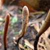 Dead Man's Fingers Mushroom