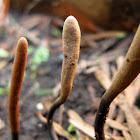 Dead Man's Fingers Mushroom