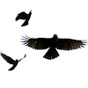 The House Crow in flight