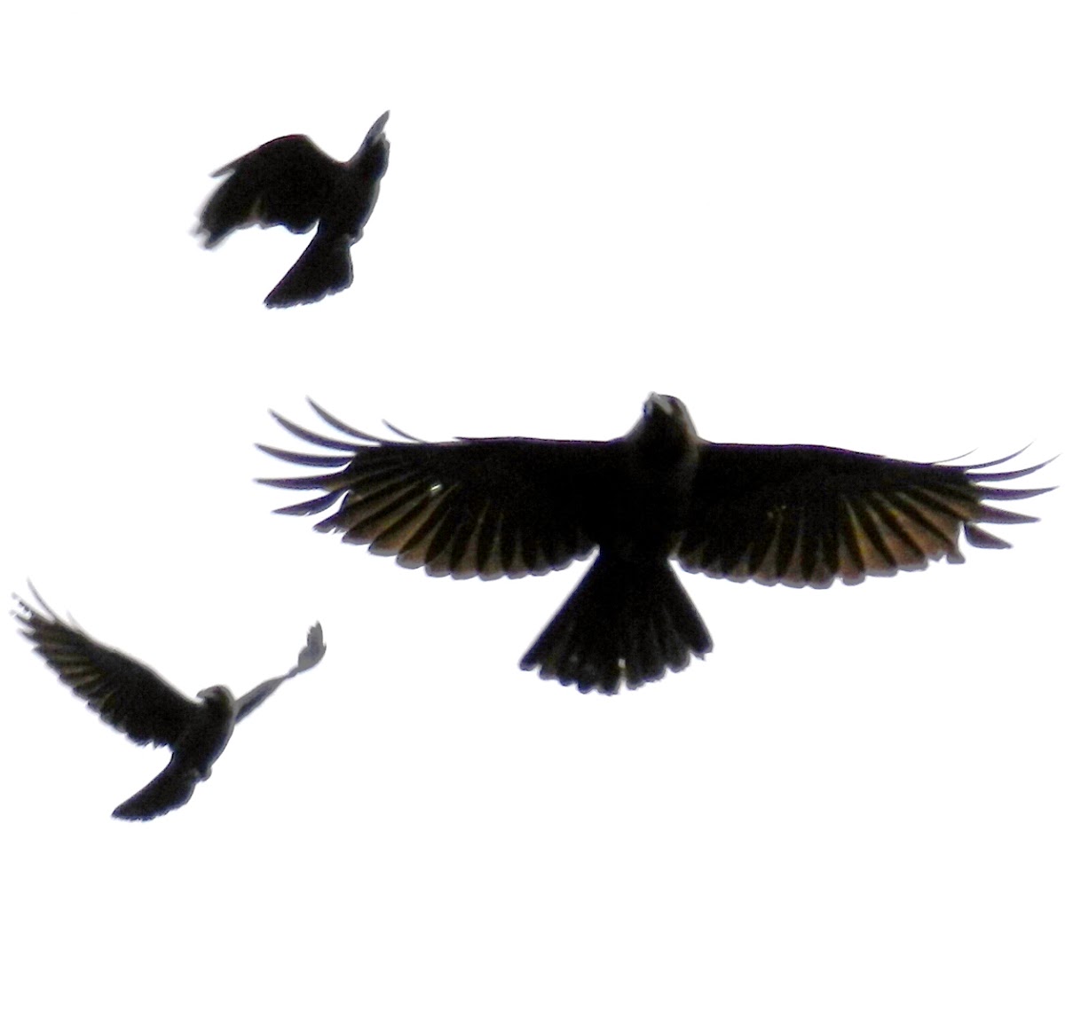 The House Crow in flight