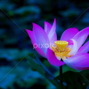 I am beautiful by Jacky Photography - Flowers Single Flower