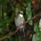 White-throated Mountain-gem Male